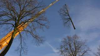 Bomen rooien in Rijen