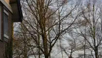 images/001-tuinaanleg-ettenleur/rijen/rooien-boom-210x119-6bf