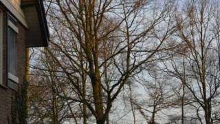 Bomen rooien in Rijen