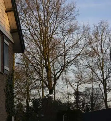 images/001-tuinaanleg-ettenleur/rijen/rooien-boom-390x424-93a