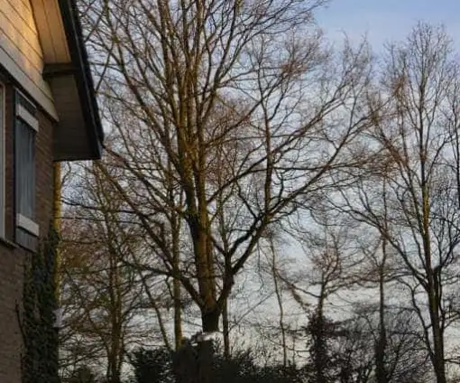 images/001-tuinaanleg-ettenleur/rijen/rooien-boom-510x424-bfc