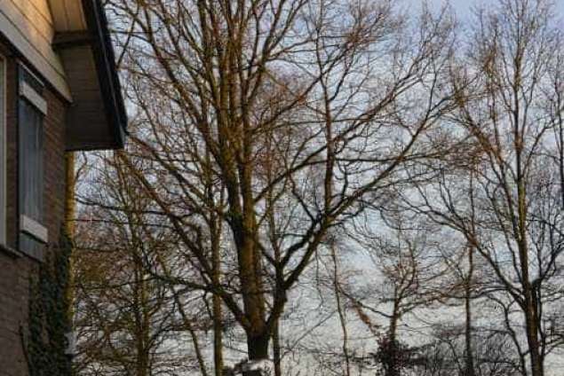 Bomen rooien in Rijen