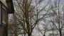 images/001-tuinaanleg-ettenleur/rijen/rooien-boom-90x51-355