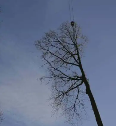 images/001-tuinaanleg-ettenleur/rijen/verwijderen-boom-390x424-93a