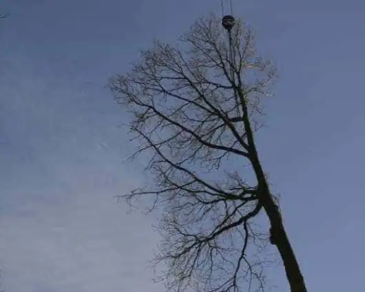 images/001-tuinaanleg-ettenleur/rijen/verwijderen-boom-530x424-29a