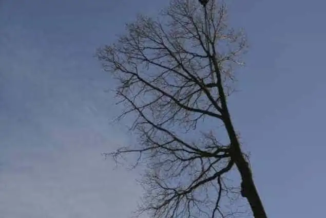 images/001-tuinaanleg-ettenleur/rijen/verwijderen-boom-635x424-762