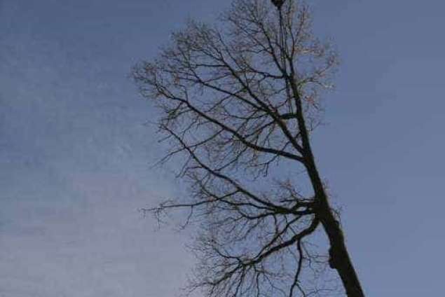 Bomen rooien in Rijen