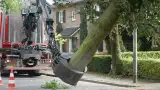 images/001-tuinaanleg-ettenleur/rotterdam-boom-kappen/1-boom-verwijderen-mierlo-160x90-76a