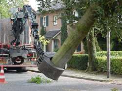 Boom verwijderen Mierlo Eindhoven