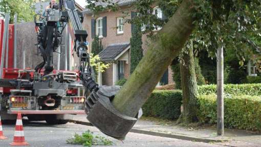 Boom verwijderen Mierlo Eindhoven