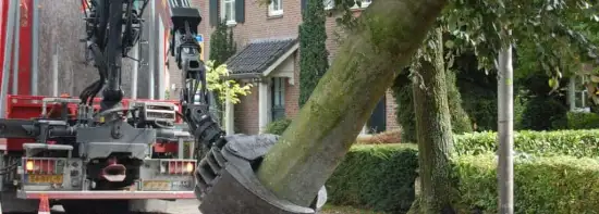images/001-tuinaanleg-ettenleur/rotterdam-boom-kappen/1-boom-verwijderen-mierlo-550x197-45e