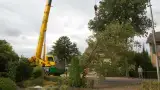 images/001-tuinaanleg-ettenleur/rotterdam-boom-kappen/10-bomen-zagen-mierlo-160x90-76a