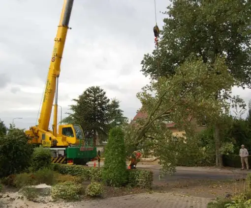 images/001-tuinaanleg-ettenleur/rotterdam-boom-kappen/10-bomen-zagen-mierlo-510x424-bfc