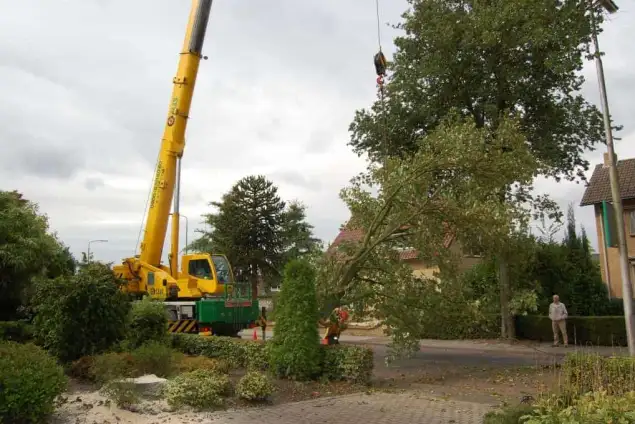 images/001-tuinaanleg-ettenleur/rotterdam-boom-kappen/10-bomen-zagen-mierlo-635x424-762