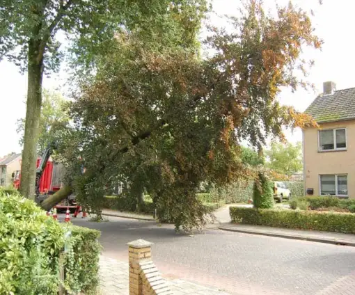 images/001-tuinaanleg-ettenleur/rotterdam-boom-kappen/2-boom-kappen-helmond-510x424-bfc