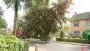 images/001-tuinaanleg-ettenleur/rotterdam-boom-kappen/2-boom-kappen-helmond-90x51-355