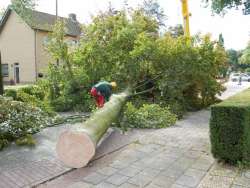 Bomen kappen Neunen