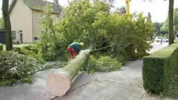 images/001-tuinaanleg-ettenleur/rotterdam-boom-kappen/3-boom-verwijderen-eindhoven-257x145-7f6