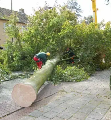 images/001-tuinaanleg-ettenleur/rotterdam-boom-kappen/3-boom-verwijderen-eindhoven-390x424-93a