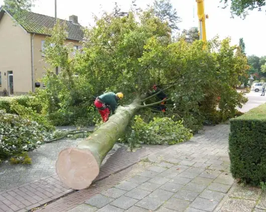 images/001-tuinaanleg-ettenleur/rotterdam-boom-kappen/3-boom-verwijderen-eindhoven-530x424-29a