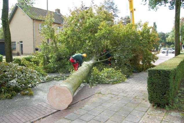 Bomen kappen Neunen