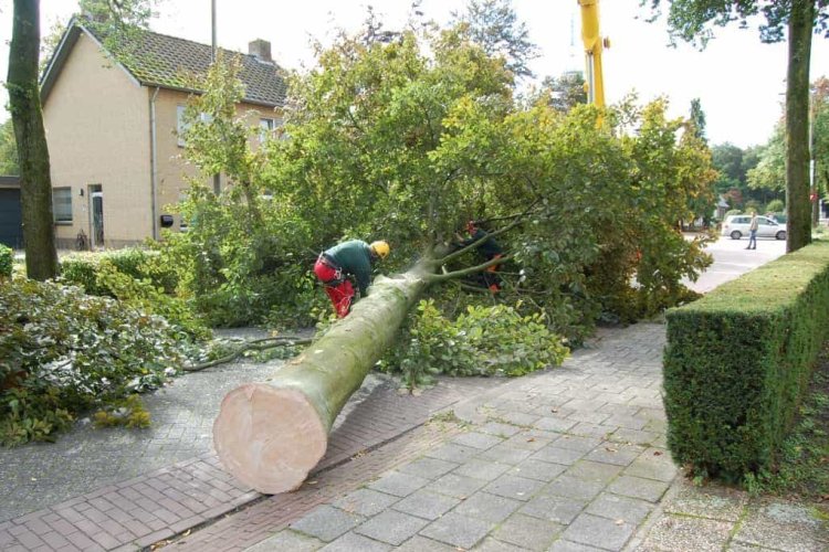 images/001-tuinaanleg-ettenleur/rotterdam-boom-kappen/3-boom-verwijderen-eindhoven-750x500-6bf
