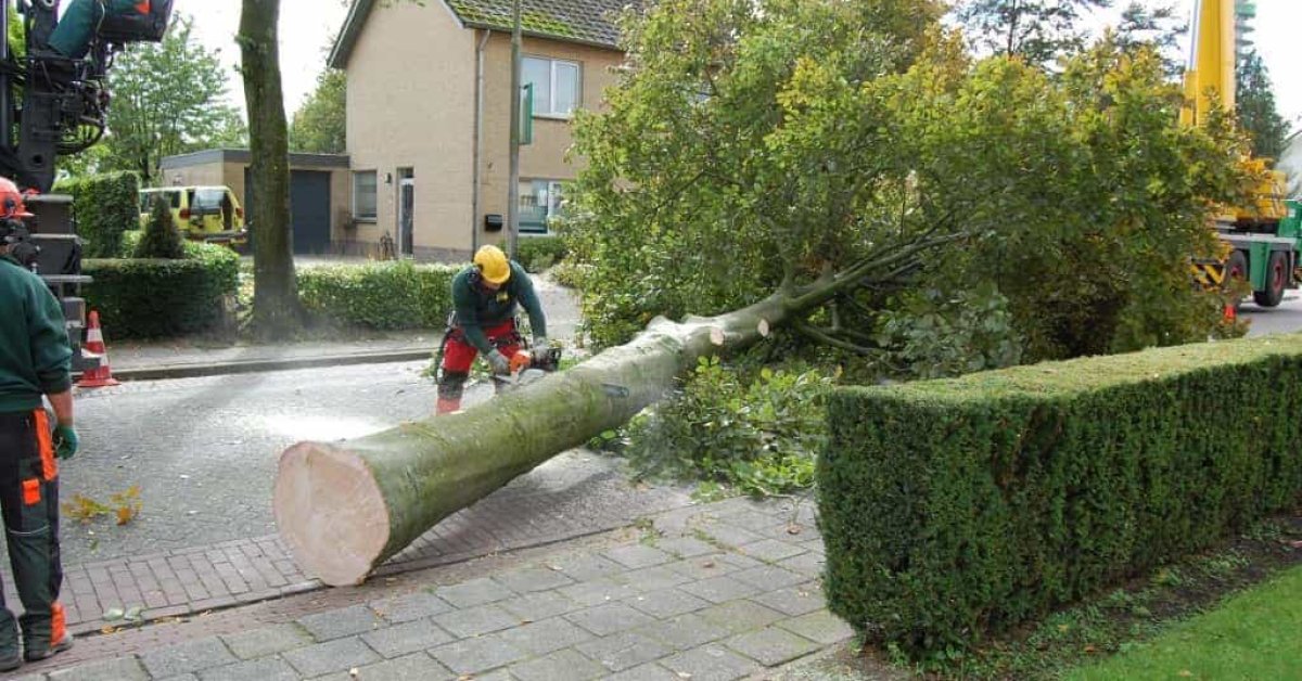 images/001-tuinaanleg-ettenleur/rotterdam-boom-kappen/5-boom-zagen-1200x628-324