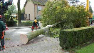 images/001-tuinaanleg-ettenleur/rotterdam-boom-kappen/5-boom-zagen-320x180-fea