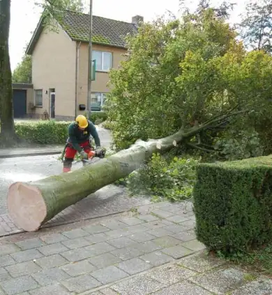 images/001-tuinaanleg-ettenleur/rotterdam-boom-kappen/5-boom-zagen-390x424-93a