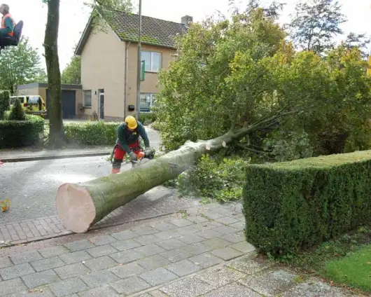 images/001-tuinaanleg-ettenleur/rotterdam-boom-kappen/5-boom-zagen-530x424-29a