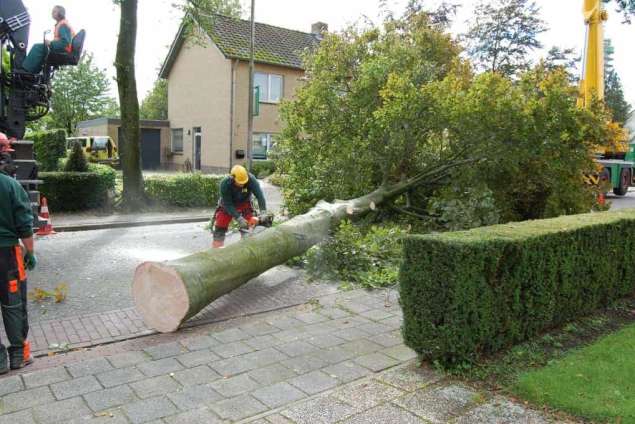 Boom verwijderen Mierlo Eindhoven