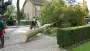 images/001-tuinaanleg-ettenleur/rotterdam-boom-kappen/5-boom-zagen-90x51-355