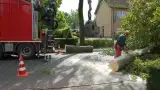 images/001-tuinaanleg-ettenleur/rotterdam-boom-kappen/6-verwijderen-bomen-160x90-76a