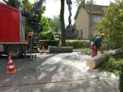 Bomen kappen Oirschot