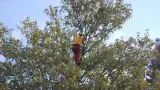images/001-tuinaanleg-ettenleur/rotterdam-boom-kappen/7-bomen-zagen-enschede-160x90-76a