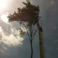 images/001-tuinaanleg-ettenleur/rotterdam-boom-kappen/Bomen-verwijderen-Amsterdam-200x200-f45