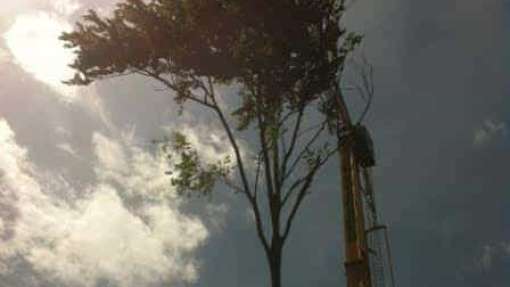 images/001-tuinaanleg-ettenleur/rotterdam-boom-kappen/Bomen-verwijderen-Amsterdam-510x287-6c8