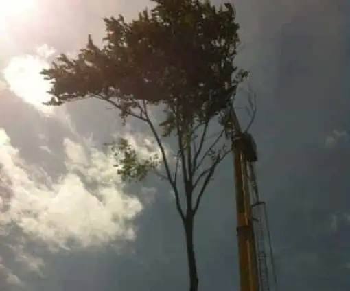 images/001-tuinaanleg-ettenleur/rotterdam-boom-kappen/Bomen-verwijderen-Amsterdam-510x424-bfc
