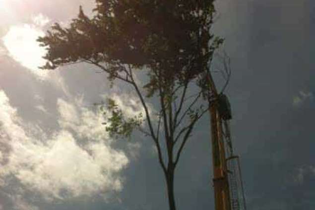 Bomen rooien Bergen op zoom