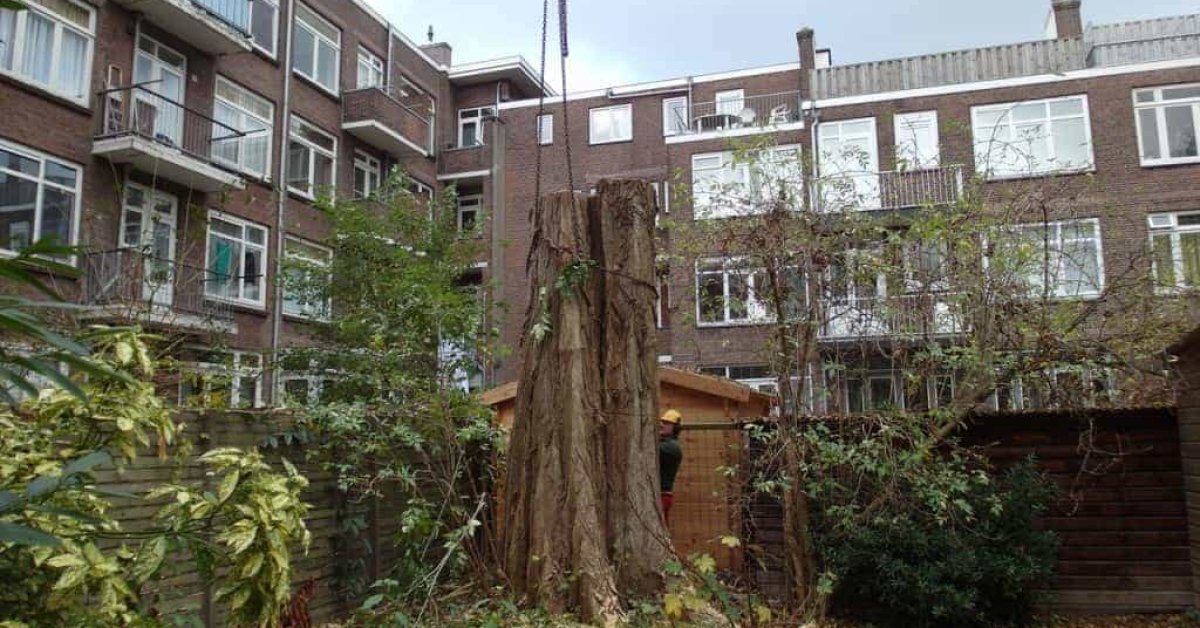images/001-tuinaanleg-ettenleur/rotterdam-boom-kappen/Rotterdam-bomen-rooien-1200x628-324