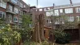 images/001-tuinaanleg-ettenleur/rotterdam-boom-kappen/Rotterdam-bomen-rooien-257x145-7f6
