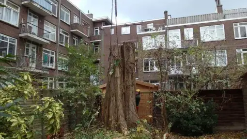 images/001-tuinaanleg-ettenleur/rotterdam-boom-kappen/Rotterdam-bomen-rooien-510x287-46c