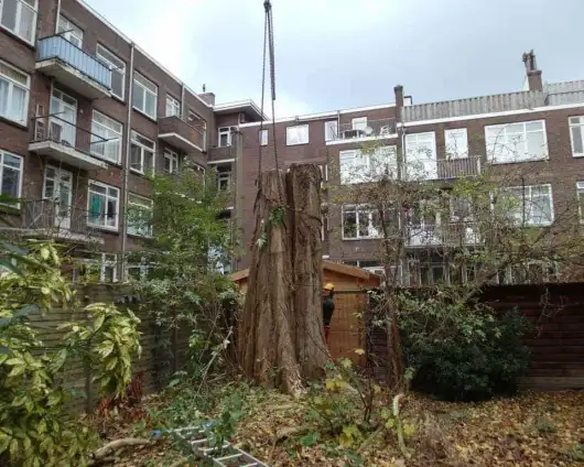 images/001-tuinaanleg-ettenleur/rotterdam-boom-kappen/Rotterdam-bomen-rooien-530x424-29a