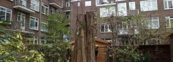 images/001-tuinaanleg-ettenleur/rotterdam-boom-kappen/Rotterdam-bomen-rooien-550x197-45e