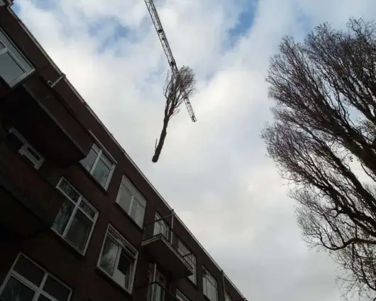 images/001-tuinaanleg-ettenleur/rotterdam-boom-kappen/Rotterdam-wegzagen-van-bomen-530x424-29a