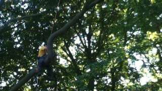 Bomen rooien Bergen op zoom