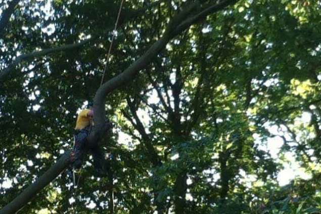 Bomen rooien Bergen op zoom