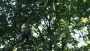 images/001-tuinaanleg-ettenleur/rotterdam-boom-kappen/bomen-rooien-Den-Haag-90x51-355