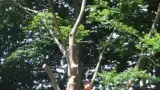 images/001-tuinaanleg-ettenleur/rotterdam-boom-kappen/bomen-rooien-Zegge-160x90-76a