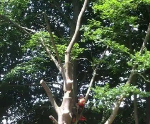 images/001-tuinaanleg-ettenleur/rotterdam-boom-kappen/bomen-rooien-Zegge-510x424-bfc